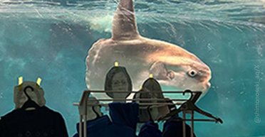 В Японии на стекло аквариума приклеили униформу работников и фото людей, чтобы рыбкам не было одиноко