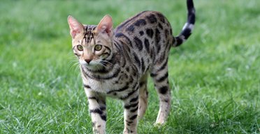 "Апорт" для кота: топ пород, которые легче всего поддаются дрессировке (фото)