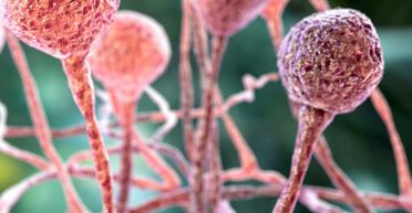 Як мікроби допоможуть колонізувати космос і створювати енергію: вчені це з'ясували