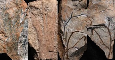 В Англії вчені виявили найстаріший ліс на Землі: йому 390 млн років (фото)