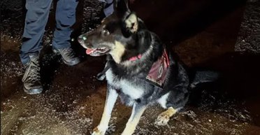 Собака йшла по холоду годинами, щоб врятувати дитину: тепер про неї говорить увесь світ