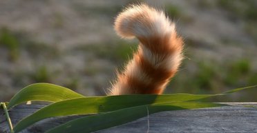 У большинства позвоночных есть хвост, но не у человека: почему у людей нет этого придатка
