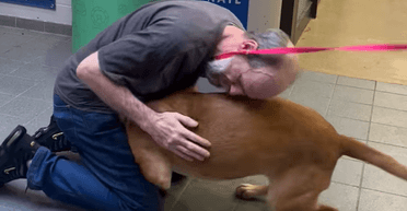 Не зміг стримати сліз: канадець забрав пса, якого віддав у притулок, через 750 днів (відео)