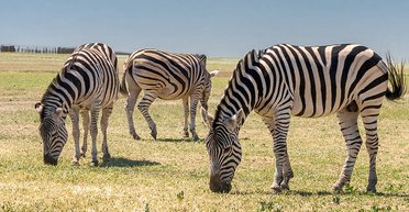 "Затерянный мир" Украины. Чем заняться в заповеднике Аскания-Нова и на острове Бирючий