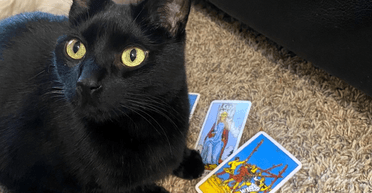 Точные предсказания кота напугали его владелицу: тот гадает на картах таро (фото)