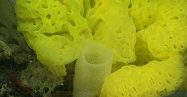 Найдено самое первое животное, заселившее Землю: его до сих пор можно найти на планете