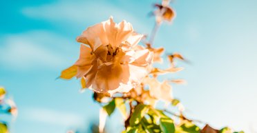 Як допомогти рослинам пережити спеку: 5 порад