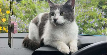 Любительница приключений: кошка уехала на фургоне почти 650 километров от дома (фото)