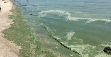 Море в Одессе "цветет": экоинспекторы обнаружили превышение вредных веществ (видео)