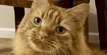 Ветеринари були приголомшені: кіт постійно чхав протягом двох тижнів (фото)