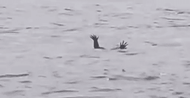 Винахідливі алігатори "заманюють людей на смерть", імітуючи людей, що тонуть (відео)