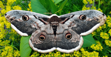 У нацпарку "Синевир" вперше виявили найбільшого метелика в Європі (фото)