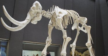 У Сибіру виявили мамонта, якому понад 1 млн років: вміст його ДНК ошелешив вчених