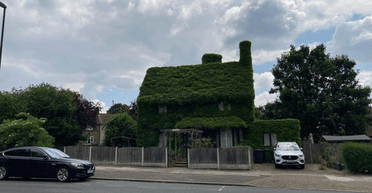 Королівський кущ: рослина вийшла з-під контролю і "захопила" цілий будинок (фото)