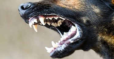 Один суперхижак на Землі вселяє сумчастим тваринам більше страху, ніж будь-яка інша істота