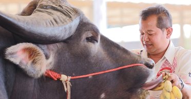 Рекордсмен среди своих: самый высокий в мире водяной буйвол похож на игривого щенка (видео)