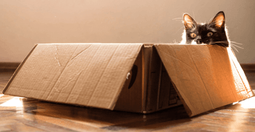 Почему кошки так любят коробки: у эволюции есть ответ