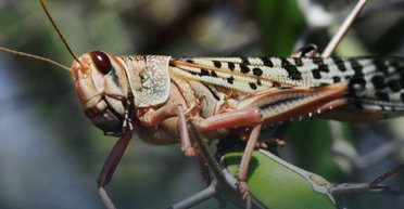 Саранча добралась до моря: на пляжах Одессы заметили нашествие опасных насекомых (видео)