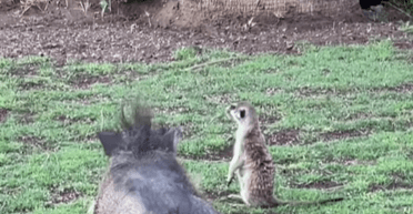 Тимон и Пумба существуют: в заповеднике Ботсваны подружились бородавочник и сурикат