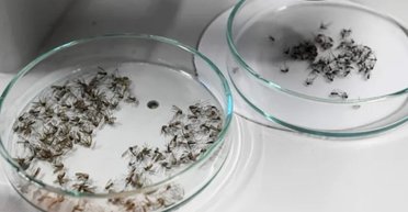 Почти захватили Францию: в Париже начали уничтожать насекомых, которые переносят вирус денге