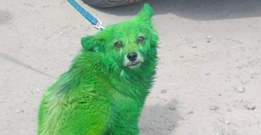 "Знайомтесь, Хала Грін": на Донбасі знайшли собаку зеленого кольору (відео)