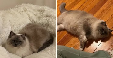 Женщина завела кошку после переезда на новую квартиру: уже через месяц получила неожиданный сюрприз (фото)