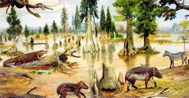 Ученые наткнулись на затерянный континент, существовавший 50 млн лет назад