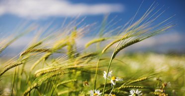 Теплое, но не жаркое: синоптик рассказала, чего ждать от погоды этим летом