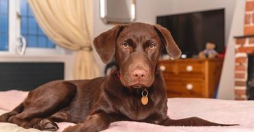 "Аби не плакала": мама таємно зняла, як собака забавляє її 6-місячну дитину (відео)