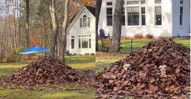 "Найдите нас": мужчина ехал домой и заметил странных "существ" в горе листьев во дворе (видео)