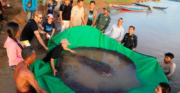 Весит 300 кг: в Камбодже поймали самую большую пресноводную рыбу (фото)