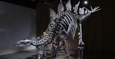 В американском музее естественной истории выставили самый дорогой скелет динозавра (фото)