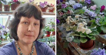 "Цветочная мама": женщина из Житомира собрала более 400 сортов фиалок в квартире (фото)