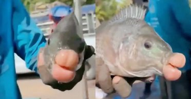 Рибалки спіймали незвичайну рибу з великими людськими губами (відео)