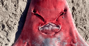 На пляж в Австралии выбросило "инопланетянина" с телом акулы: это оказалось редкой рыбой (фото)