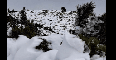 "Величезний, як танк": альпіністка в Карпатах майже впритул підійшла до ведмедя (відео)