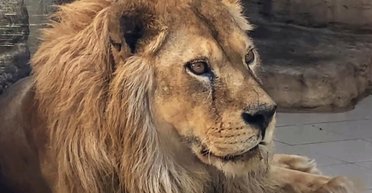В ривненском зоопарке объяснили путаницу со львом и львицей на свалке
