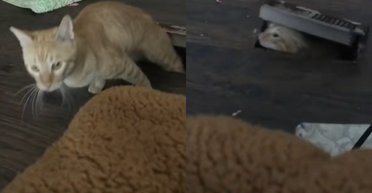 Жінка була спантеличена тим, як чужий кіт потрапив у дім: розгадка вразила всіх