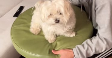 Особливий ритуал: господиня собаки показала, як щоночі вкладає її спати (відео)