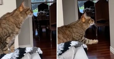 Женщина потеряла собаку: то, что теперь делает ее кот, растрогало сеть (фото)