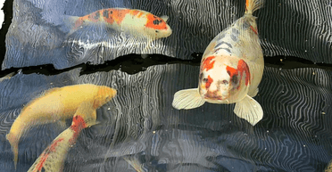 Рибі з людським обличчям знадобилася охорона: що стало причиною