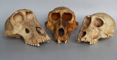 У священних павіанів у Стародавньому Єгипті було дуже важке життя: що робили з мавпами (фото)