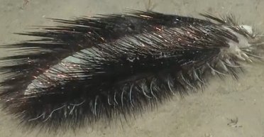 На дні океану знайдено "інопланетну", мерехтливу істоту (відео)