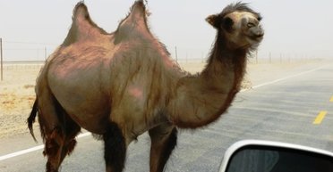 Дикі верблюди пристосувалися пити дуже солону воду: ніхто досі не знає, як (відео)