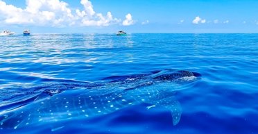 Незвичайний заплив: самець найрідкіснішої акули у світі подолав 1200 км щоб розмножитися