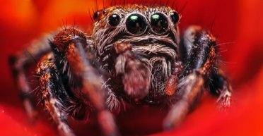 Пауки-вампиры, одержимые человеческой кровью, научились ловить сытых комаров