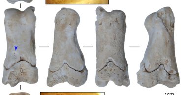 Знаряддя давньоєгипетської "поліції": чим дивний 3000-річний артефакт