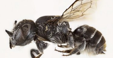 Люцифер живет в Австралии: ученые случайно наткнулись на укрытие дьявола с рогами (фото)