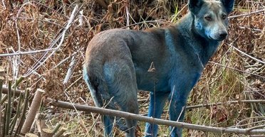 Что стало причиной появления синих собак в Чернобыле: почему шерсть животных изменила цвет