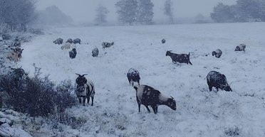 В Африке неожиданно выпал снег: в целой стране начался хаос (фото, видео)